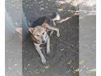 Huskies Mix DOG FOR ADOPTION RGADN-1382819 - OSO - Husky / Mixed (medium coat)