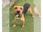 Black and Tan Coonhound DOG FOR ADOPTION RGADN-1382824 - PICCOLO - Black and Tan