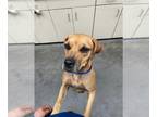Black Mouth Cur DOG FOR ADOPTION RGADN-1382834 - ELEVEN - Black Mouth Cur
