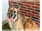 German Shepherd Dog Mix DOG FOR ADOPTION RGADN-1382859 - BUTTERCUP - German
