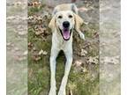 Great Dane-Labrador Retriever Mix DOG FOR ADOPTION RGADN-1382860 - WILLOW -