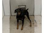 Doberman Pinscher DOG FOR ADOPTION RGADN-1382870 - LEIF - Doberman Pinscher