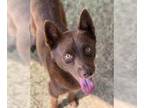 Australian Kelpie Mix DOG FOR ADOPTION RGADN-1382880 - Dog - Australian Kelpie /
