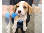 Basenji DOG FOR ADOPTION RGADN-1382890 - BLOSSOM - Basenji (medium coat) Dog For