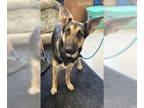 German Shepherd Dog DOG FOR ADOPTION RGADN-1382901 - TWINKLE - German Shepherd