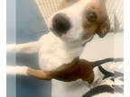 Basset Hound Mix DOG FOR ADOPTION RGADN-1382904 - Jax Jelly Bean 60318 - Basset