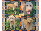 Poodle (Standard) DOG FOR ADOPTION RGADN-1382907 - Tango - Poodle (Standard) /