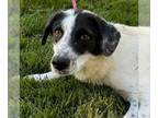 Australian Shepherd Mix DOG FOR ADOPTION RGADN-1382910 - Manny - Australian