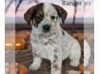 Australian Shepherd DOG FOR ADOPTION RGADN-1382915 - Ranger - Australian