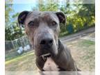 American Pit Bull Terrier Mix DOG FOR ADOPTION RGADN-1382922 - AXELBY - American