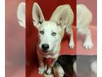 Huskies Mix DOG FOR ADOPTION RGADN-1382926 - *HELENA - Husky / Mixed (medium