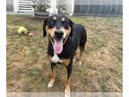 Greater Swiss Mountain Dog Mix DOG FOR ADOPTION RGADN-1382934 - SLOTH - Greater