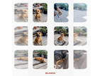 Boxer Mix DOG FOR ADOPTION RGADN-1382945 - MILANESA - Boxer / Mixed (short coat)