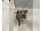 Mastiff DOG FOR ADOPTION RGADN-1382952 - MAGIC - Mastiff (medium coat) Dog For