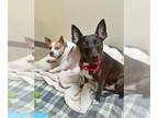 Basenji Mix DOG FOR ADOPTION RGADN-1382965 - DUKE - Basenji / Mixed (medium