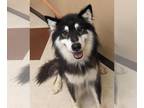 Alusky DOG FOR ADOPTION RGADN-1382968 - SIREN - Alaskan Malamute / Siberian
