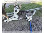 Mix DOG FOR ADOPTION RGADN-1382980 - BUTCH - Husky (medium coat) Dog For