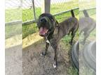 Mastiff Mix DOG FOR ADOPTION RGADN-1382985 - JETER - Mastiff / Mixed (medium