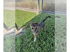 Australian Kelpie Mix DOG FOR ADOPTION RGADN-1382994 - LILO - Australian Kelpie