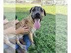 Plott Hound DOG FOR ADOPTION RGADN-1382997 - GRANITE - Plott Hound (medium coat)