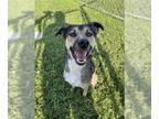 German Shepherd Dog Mix DOG FOR ADOPTION RGADN-1382998 - MALORY - German