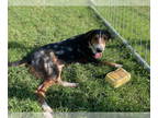 Australian Shepherd Mix DOG FOR ADOPTION RGADN-1383001 - RIVER - Australian