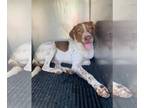 French Brittany Spaniel Mix DOG FOR ADOPTION RGADN-1383003 - SPRING - French