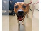 Staffordshire Bull Terrier Mix DOG FOR ADOPTION RGADN-1383012 - HANK -