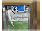 Cardigan Welsh Corgi Mix DOG FOR ADOPTION RGADN-1383015 - OREO - Cardigan Welsh