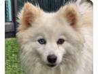 pomeranian spitz Mix DOG FOR ADOPTION RGADN-1383031 - Poppy - Spitz / Mixed Dog