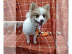 Pomeranian DOG FOR ADOPTION RGADN-1383032 - Knight - Pomeranian Dog For Adoption