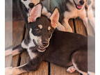 Siberian Husky Mix DOG FOR ADOPTION RGADN-1383039 - Cappuccino - Siberian Husky