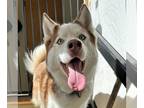 Siberian Husky DOG FOR ADOPTION RGADN-1383042 - Chipmunk - Siberian Husky
