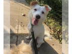 Australian Shepherd-pomeranian spitz Mix DOG FOR ADOPTION RGADN-1383044 -