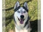 Siberian Husky DOG FOR ADOPTION RGADN-1383054 - TOM - Siberian Husky (medium