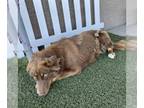 Australian Shepherd Mix DOG FOR ADOPTION RGADN-1383056 - *RORY - Australian