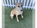 Catahoula Leopard Dog Mix DOG FOR ADOPTION RGADN-1383057 - *LORELAI - Catahoula