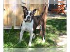 American Staffordshire Terrier DOG FOR ADOPTION RGADN-1383063 - TOOTSIE -