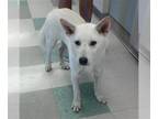 Siberian Husky Mix DOG FOR ADOPTION RGADN-1383065 - MOE - Siberian Husky / Mixed