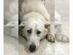 Great Pyrenees Mix DOG FOR ADOPTION RGADN-1383080 - Dog - Great Pyrenees / Mixed