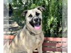 Boxer-Huskies Mix DOG FOR ADOPTION RGADN-1383082 - SUMMER - Husky / Boxer /