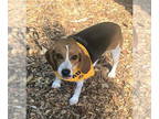 Beagle DOG FOR ADOPTION RGADN-1383090 - Reba - Beagle Dog For Adoption