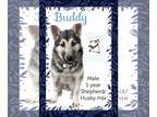 Huskies Mix DOG FOR ADOPTION RGADN-1383106 - Buddy - Husky / Shepherd / Mixed