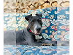 American Pit Bull Terrier Mix DOG FOR ADOPTION RGADN-1383131 - Iva - Pit Bull