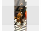 Boxer DOG FOR ADOPTION RGADN-1383138 - Beckham - Boxer Dog For Adoption