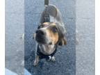 Bluetick Coonhound DOG FOR ADOPTION RGADN-1383141 - Puddin - Bluetick Coonhound