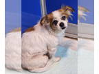 Pekingese DOG FOR ADOPTION RGADN-1383155 - Sally - Pekingese Dog For Adoption