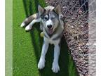 Alaskan Malamute DOG FOR ADOPTION RGADN-1383158 - JACK - Alaskan Malamute (short