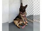 German Shepherd Dog DOG FOR ADOPTION RGADN-1383161 - Buddy - German Shepherd Dog