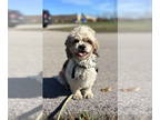 Shih Tzu DOG FOR ADOPTION RGADN-1383164 - Knox - Shih Tzu (medium coat) Dog For